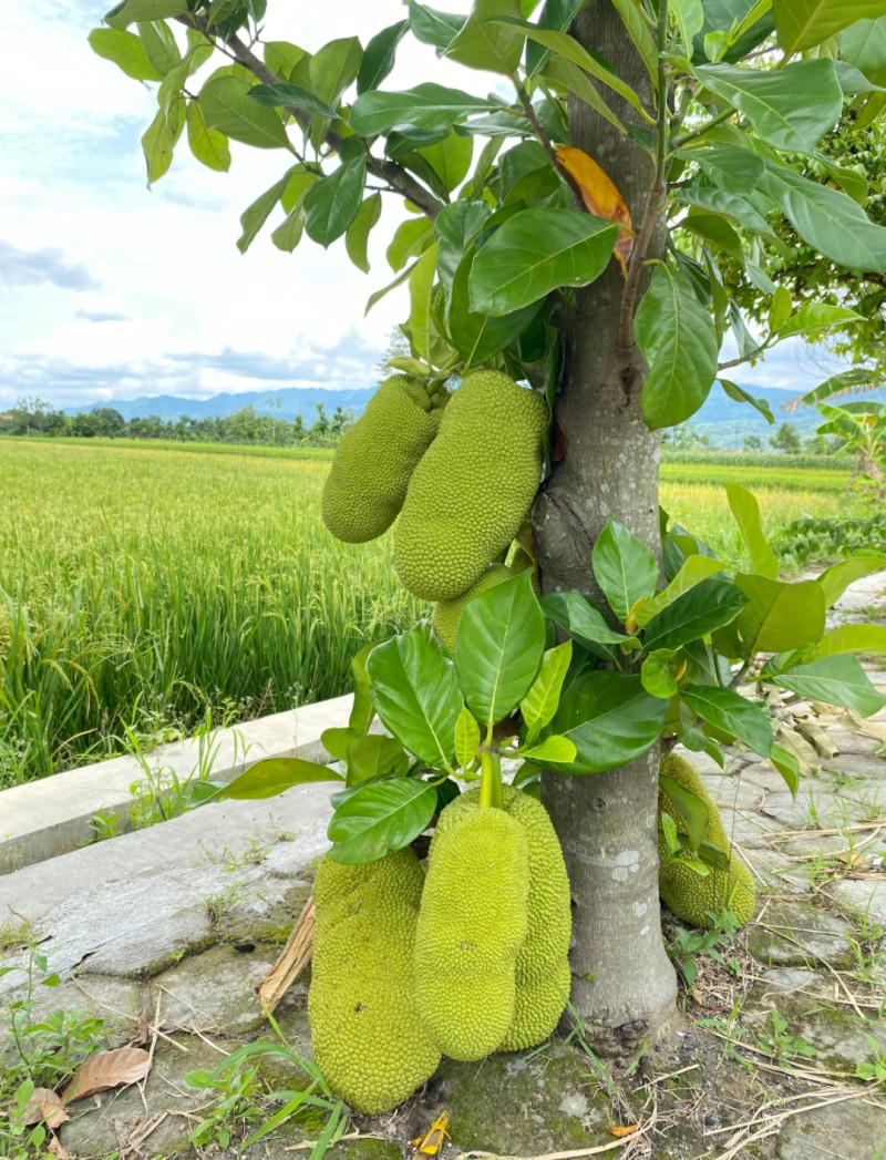 Agrowisata Buah Nangka